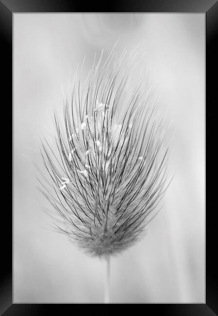 Hare's-tail grass flower head Framed Print by Kevin Howchin