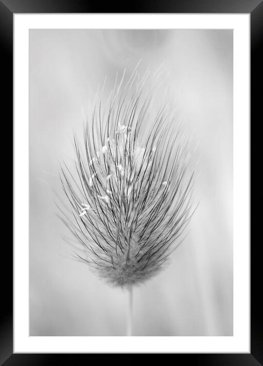 Hare's-tail grass flower head Framed Mounted Print by Kevin Howchin