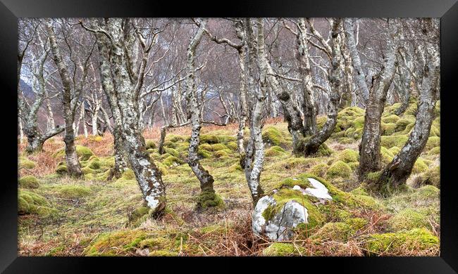 Woodland, Scottish Highlands Framed Print by Kevin Howchin