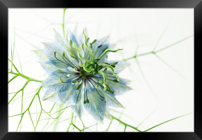 Love-in-a-mist Framed Print by Kevin Howchin