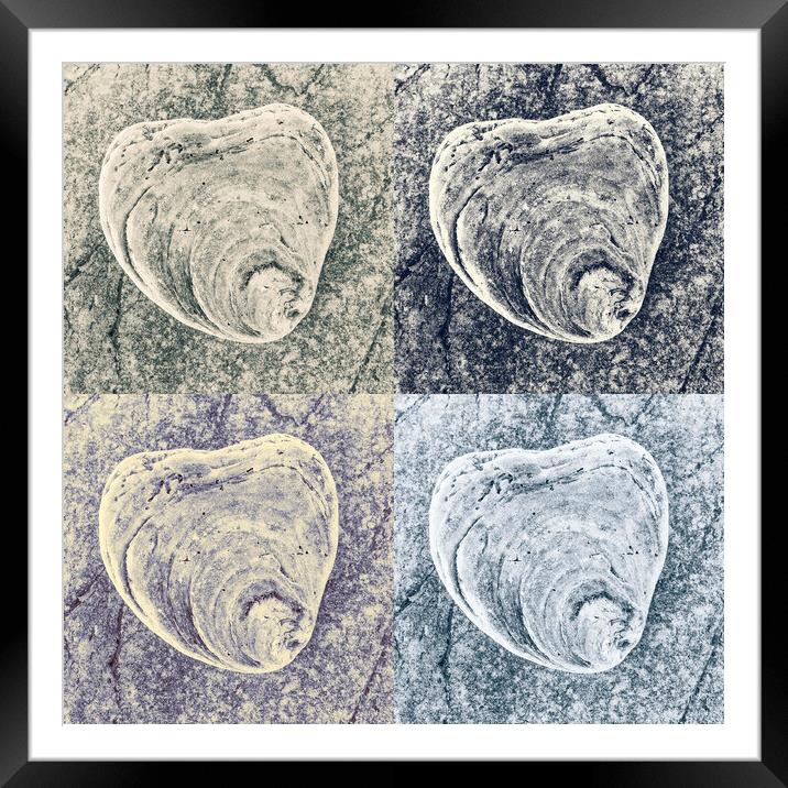 Seashell on Rock x 4 Framed Mounted Print by Kevin Howchin