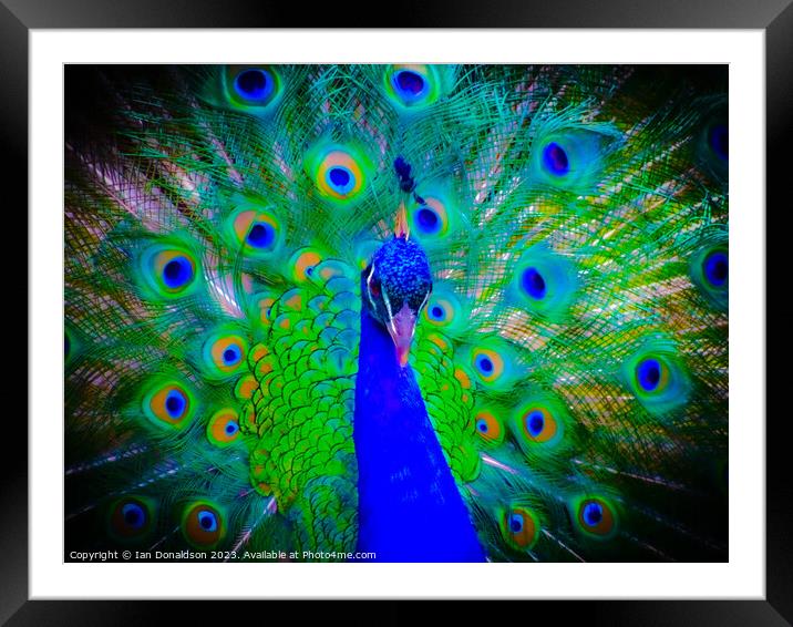 Peacock Framed Mounted Print by Ian Donaldson