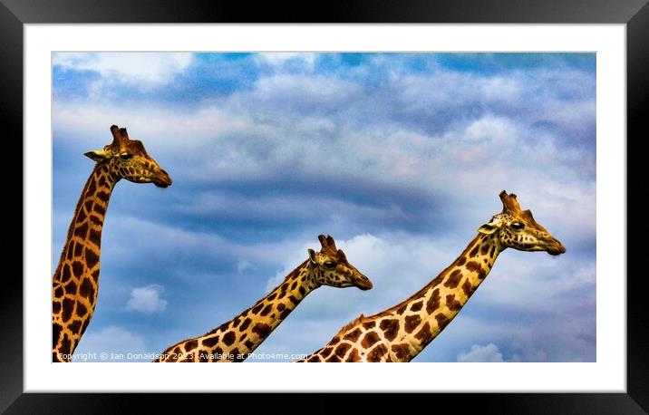 3’s a Crowd Framed Mounted Print by Ian Donaldson