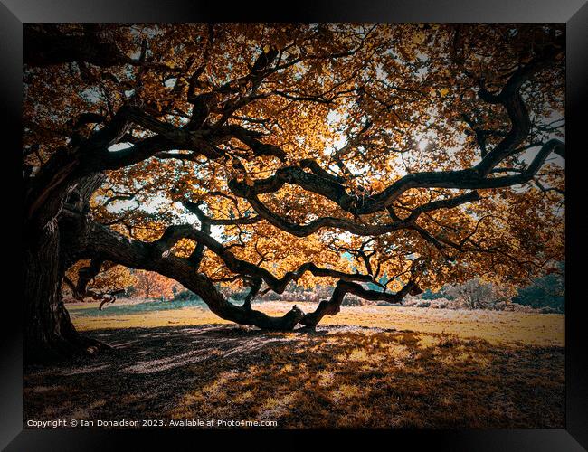 Autumn Bliss Framed Print by Ian Donaldson