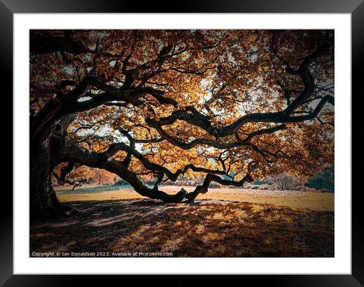 Autumn Bliss Framed Mounted Print by Ian Donaldson