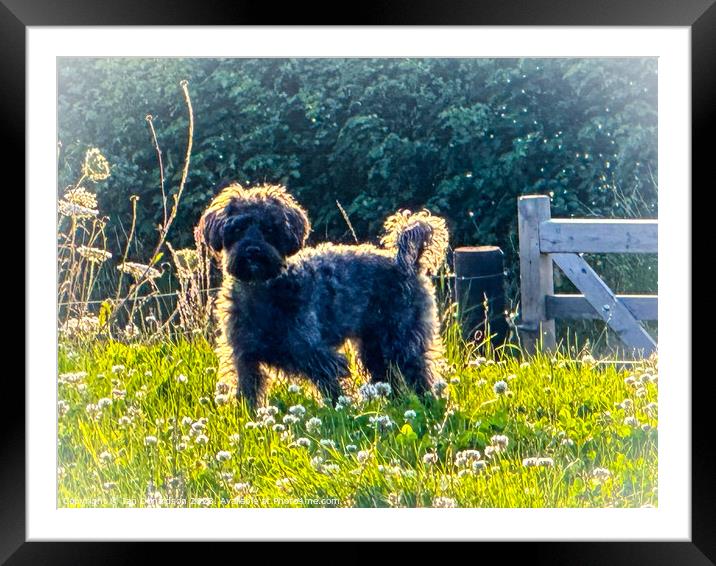 Yorkipoo Framed Mounted Print by Ian Donaldson