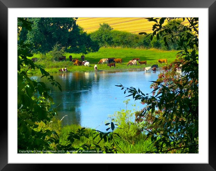 Summer Days  Framed Mounted Print by Ian Donaldson