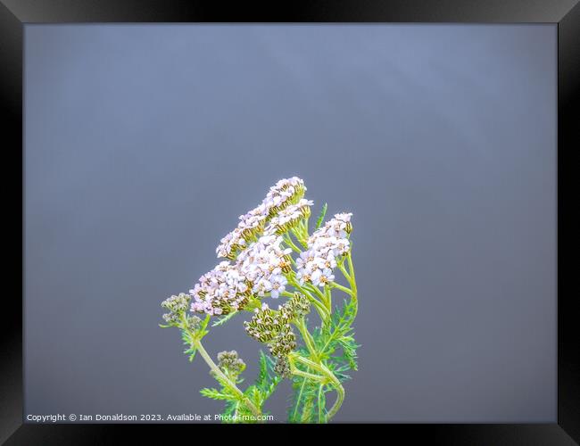 Yarrow Plant Framed Print by Ian Donaldson