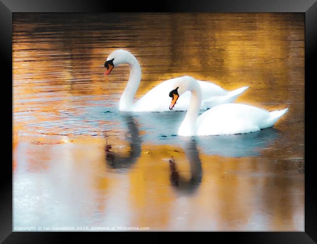 Swanning Around  Framed Print by Ian Donaldson