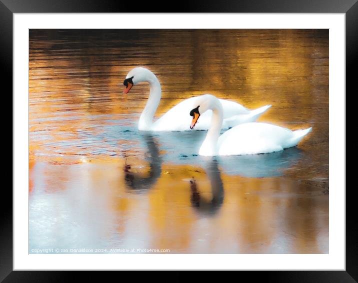 Swanning Around  Framed Mounted Print by Ian Donaldson