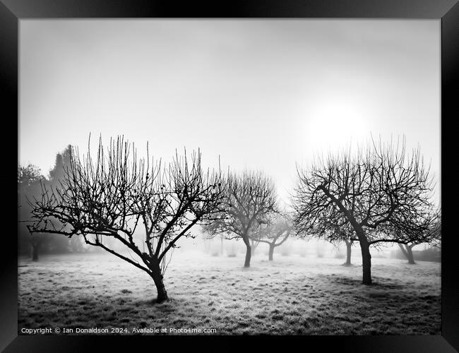 Frozen Orchard Framed Print by Ian Donaldson