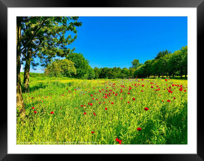 Wild Flowers Framed Mounted Print by Ian Donaldson