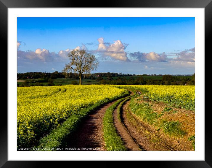 Rapeseed Framed Mounted Print by Ian Donaldson