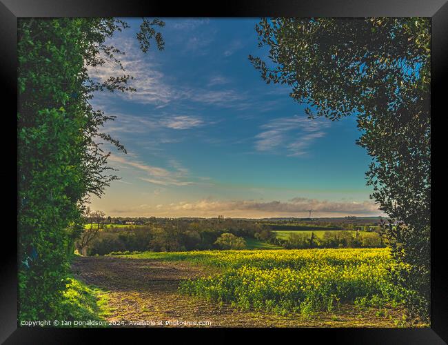 Rapeseed Fields Framed Print by Ian Donaldson