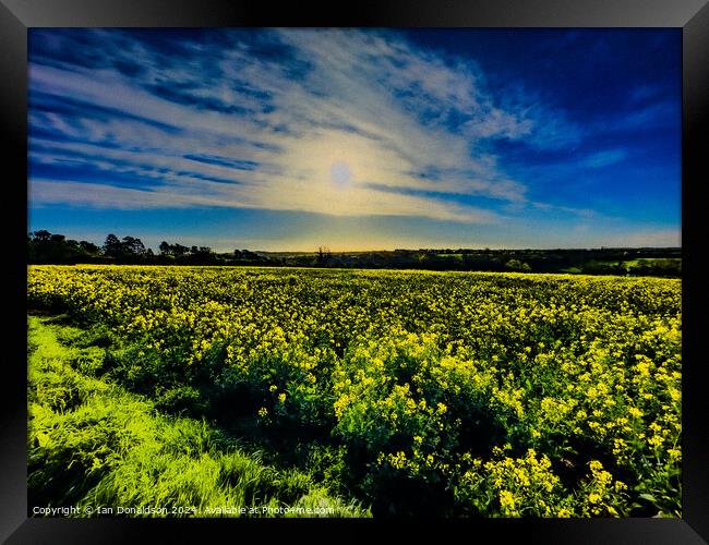 Yellow Meadow Framed Print by Ian Donaldson
