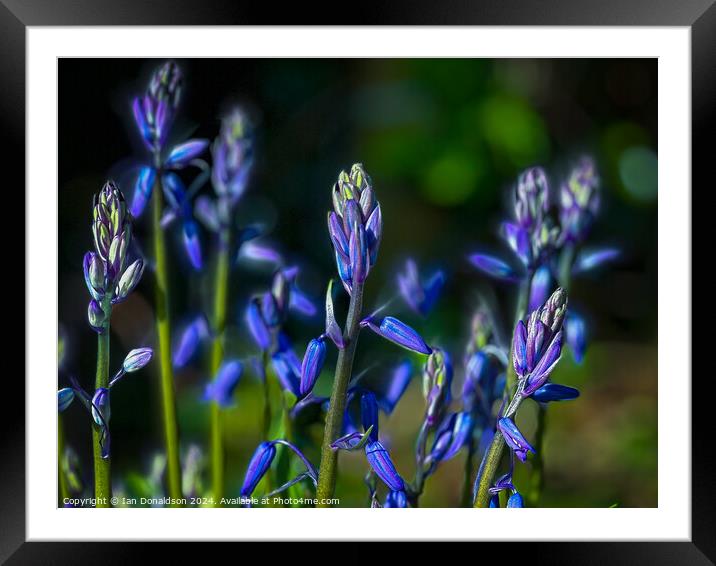 Bluebells  Framed Mounted Print by Ian Donaldson