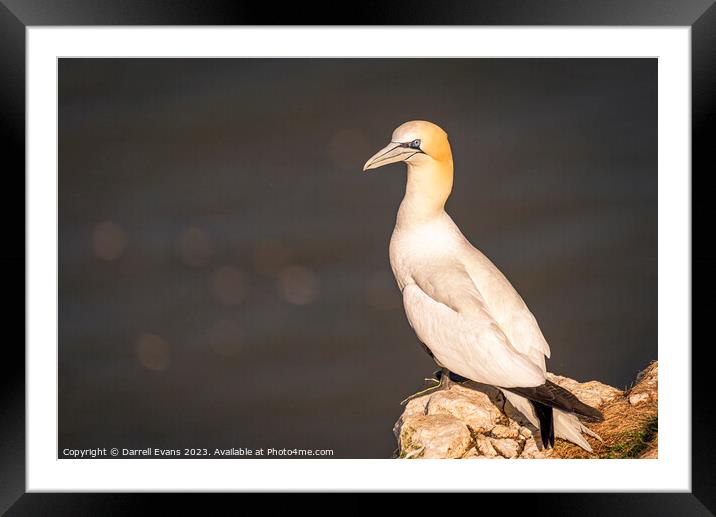 A bird sitting on top of a wooden post Framed Mounted Print by Darrell Evans