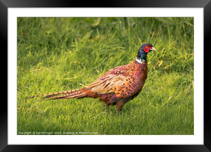 Pheasant on a walk Framed Mounted Print by Darrell Evans