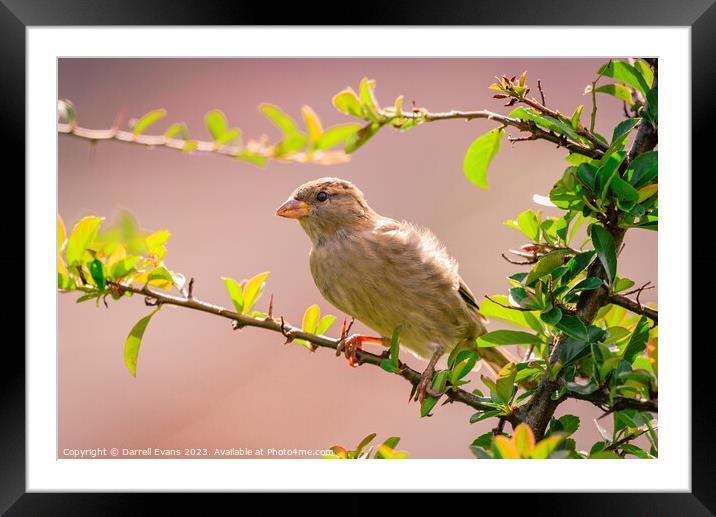 Sparrow Framed Mounted Print by Darrell Evans