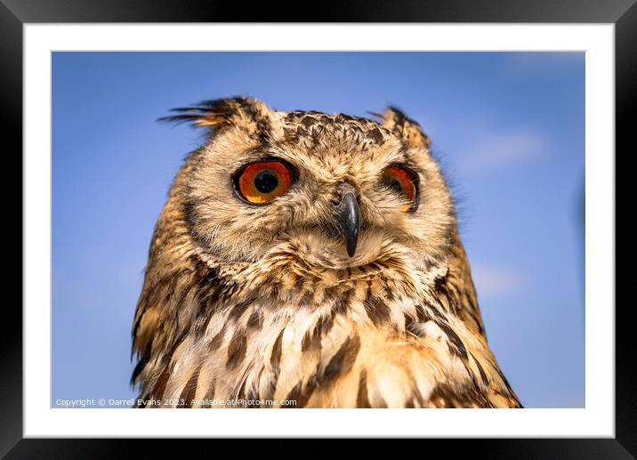Wide Eyes Framed Mounted Print by Darrell Evans