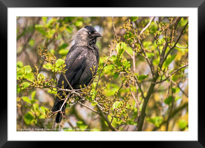 A Jackdaw perched on a tree branch Framed Mounted Print by Darrell Evans