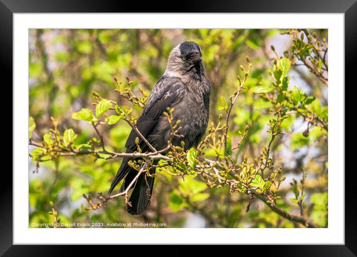 Jackdaw perched Framed Mounted Print by Darrell Evans