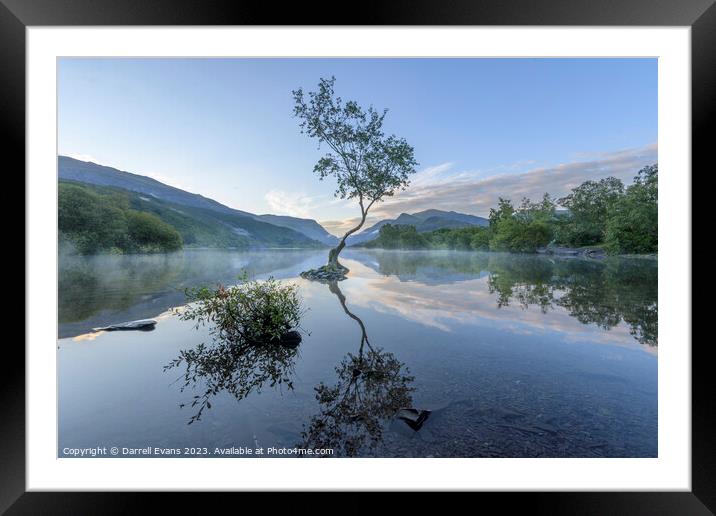 Lonely Tree at Llyn Padarn Framed Mounted Print by Darrell Evans