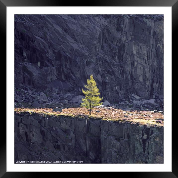 Growing on the Edge Framed Mounted Print by Darrell Evans