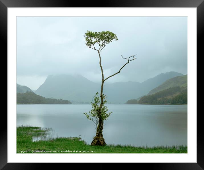 Lone tree at Buttermere Framed Mounted Print by Darrell Evans