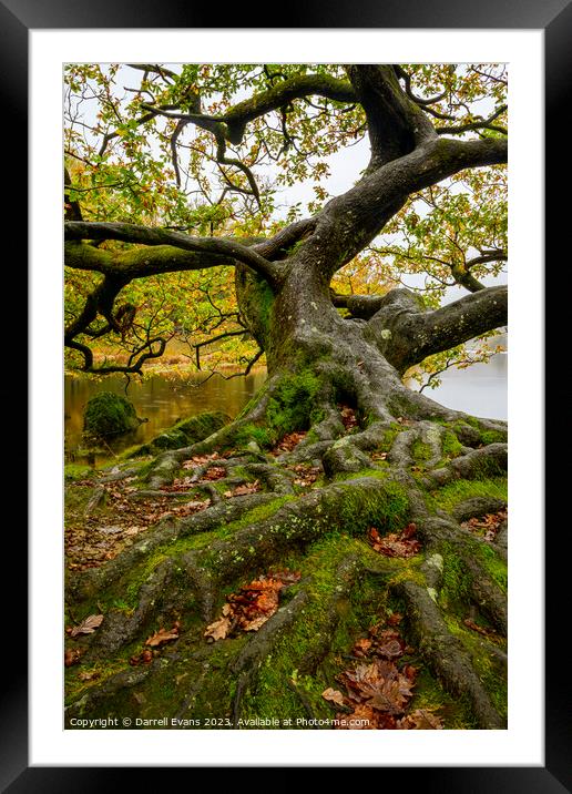 Oak by the lake side Framed Mounted Print by Darrell Evans