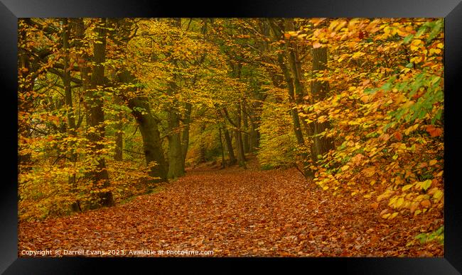 Autumn Path Framed Print by Darrell Evans