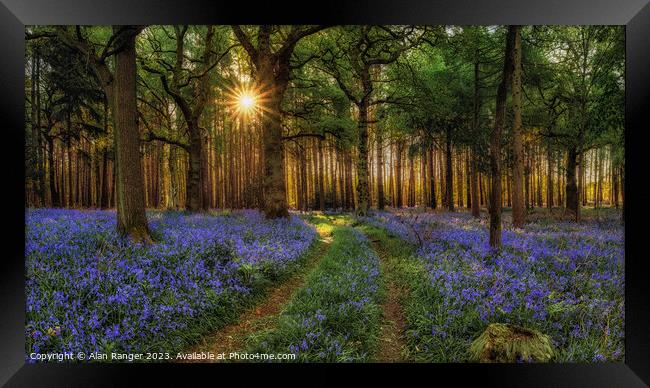 Bluebell Woodlands - Sunrise Framed Print by Alan Ranger