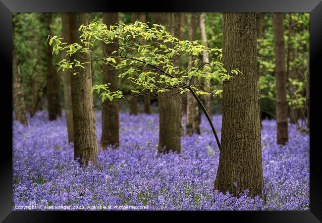 bluebell carpet Framed Print by Alan Ranger