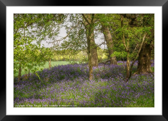 bluebell Woodlands Warwickshire #17 - April 2022 Framed Mounted Print by Alan Ranger