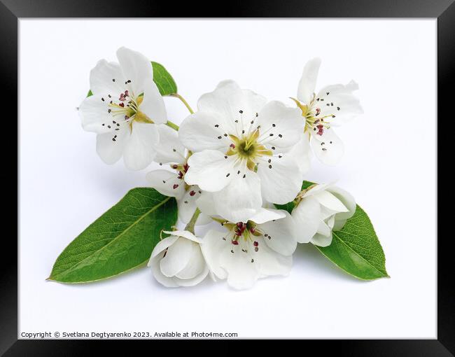 Large white pear flowers. Framed Print by Lana Topoleva