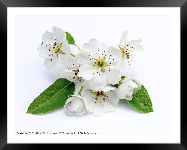 Large white pear flowers. Framed Mounted Print by Lana Topoleva