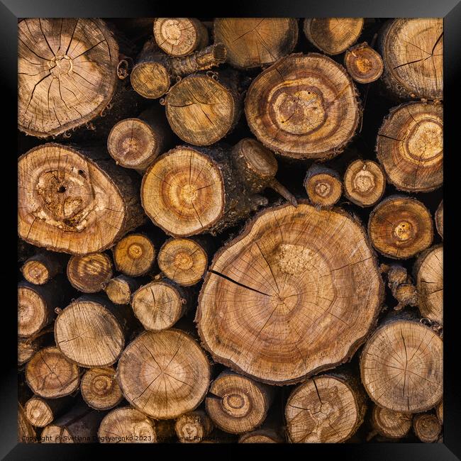 Sawn tree trunks stacked in a woodpile Framed Print by Lana Topoleva