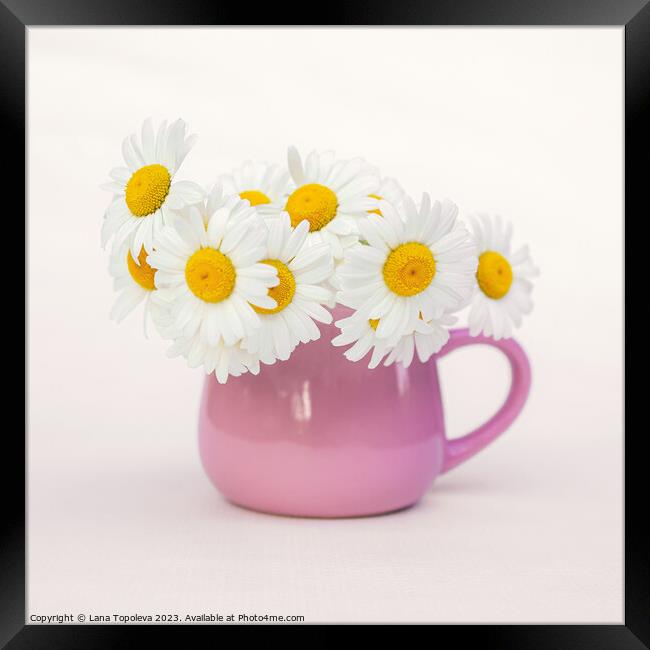  white daisies in a beautiful pink cup Framed Print by Lana Topoleva