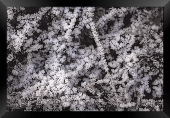 White frost on dry grass  Framed Print by Lana Topoleva