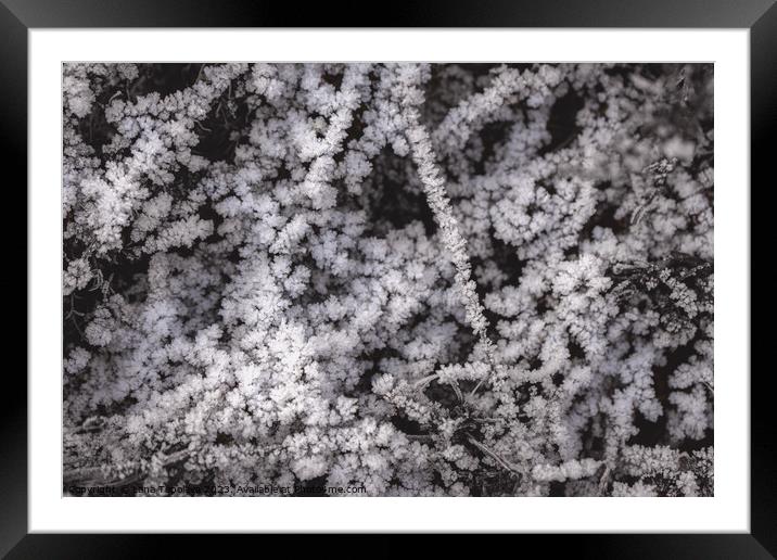 White frost on dry grass  Framed Mounted Print by Lana Topoleva
