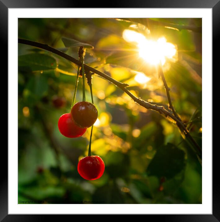 Ripe red cherries  Framed Mounted Print by Lana Topoleva