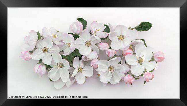  spring apple flowers  Framed Print by Lana Topoleva