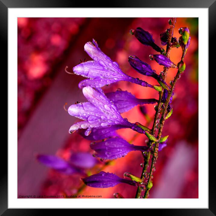  bells with large dew drops  Framed Mounted Print by Lana Topoleva
