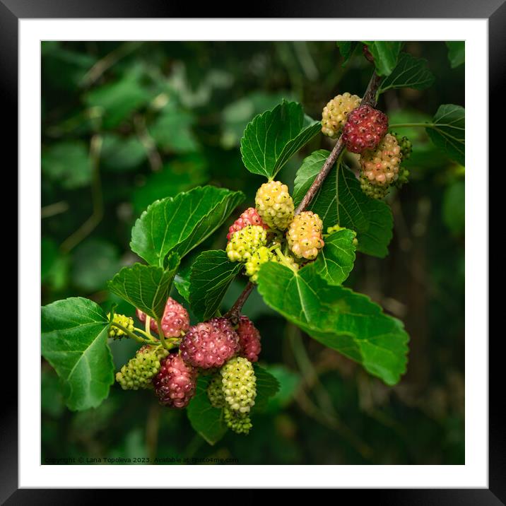 Berries of a bright juicy mulberry  Framed Mounted Print by Lana Topoleva