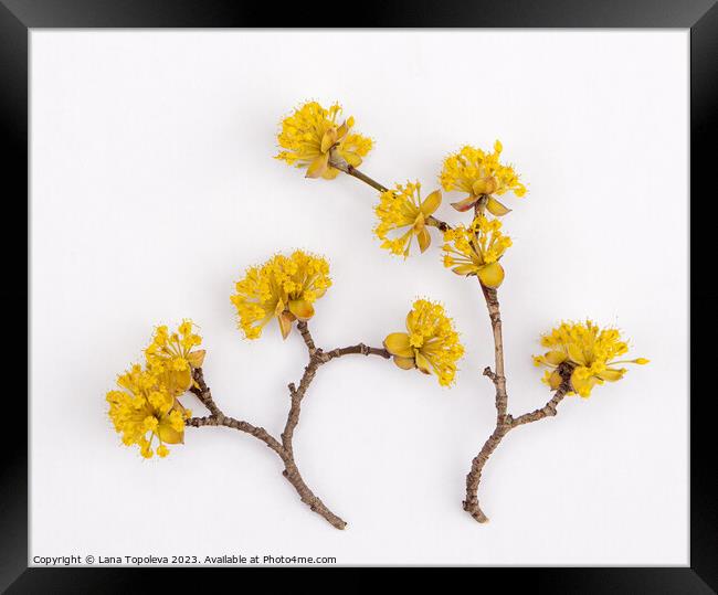  bright yellow dogwood flowers Framed Print by Lana Topoleva