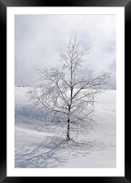 Winter tree Framed Mounted Print by Geoff Weeks