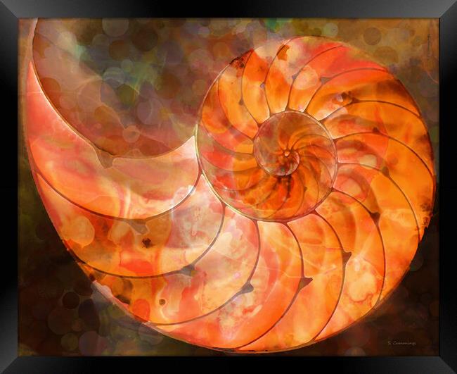Orange Nautilus Shell Framed Print by Sharon Cummings