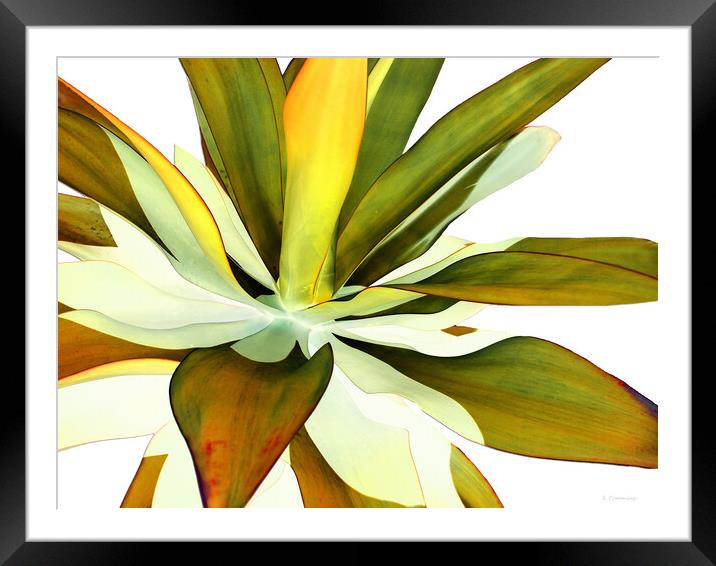 Warm Agave Plant Framed Mounted Print by Sharon Cummings