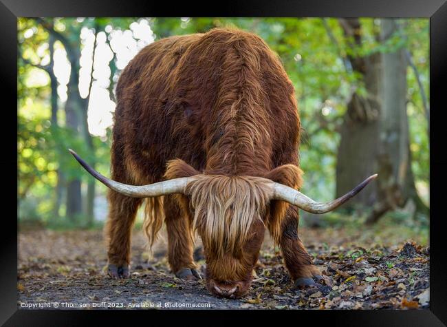 Highland Lassie Framed Print by Thomson Duff