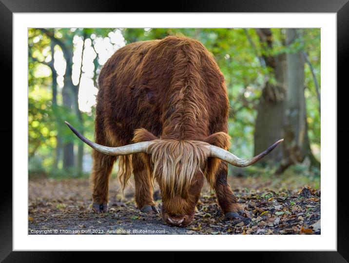 Highland Lassie Framed Mounted Print by Thomson Duff